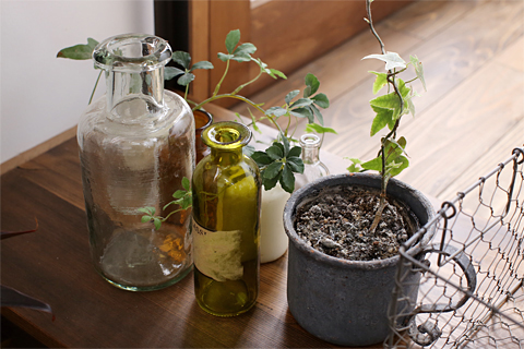 ガラス瓶の観葉植物